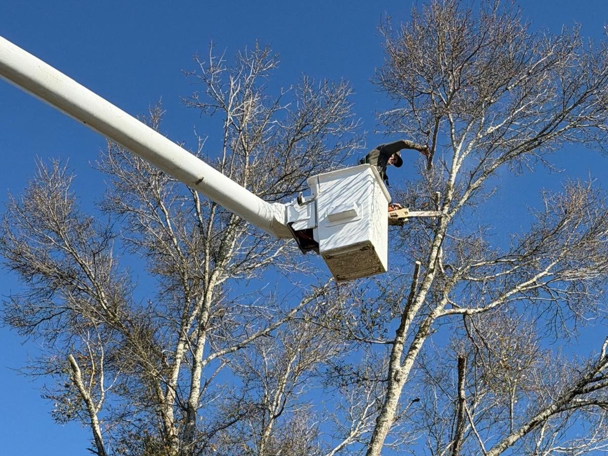 El Costeño Tree Service LLC